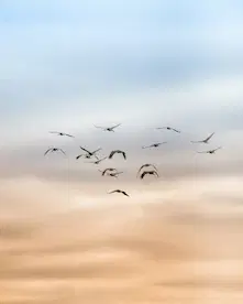 Videos