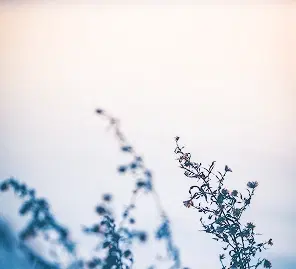 foto di mani